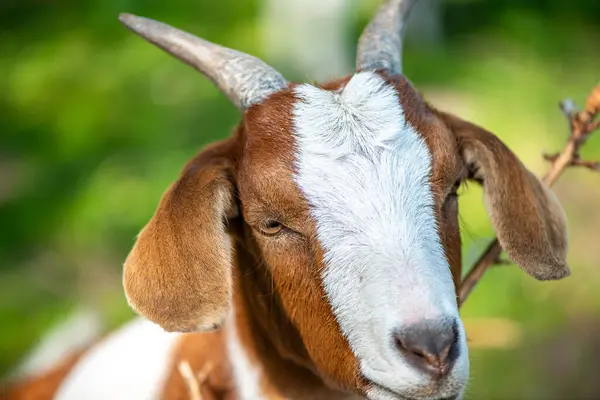 Doğal ortamda otlayan bir keçinin detaylı bir görüntüsü.