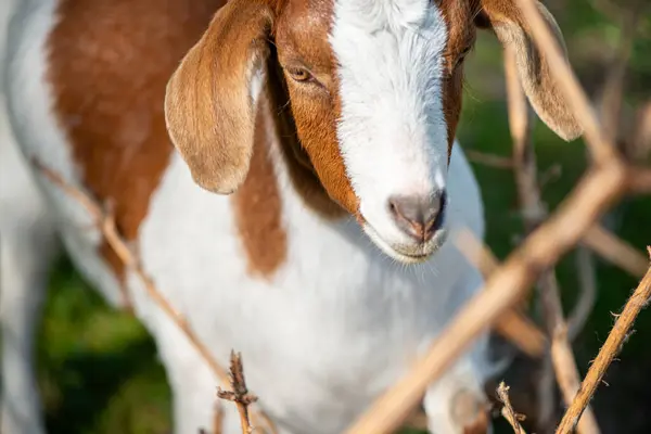 Doğal ortamda otlayan bir keçinin detaylı bir görüntüsü.