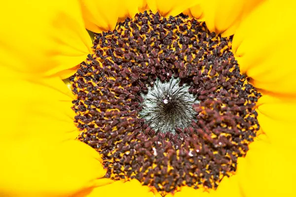 Bir ayçiçeğinin son derece detaylı bir makro fotoğrafı, canlı sarı yapraklarını, dokulu dikenlerini, karmaşık pullarını ve keskin odaklı yeşil yapraklarını sergiliyor..