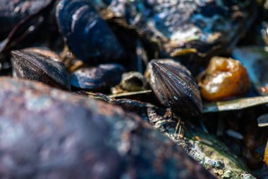Balanus Sp 'i çeken çok detaylı bir makro fotoğraf. Deniz kenarındaki bir kayaya bağlı midyeler, istiridyeler, çamur ve deniz biyolojik çeşitliliğinin diğer elementleriyle çevrili..