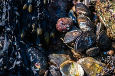 Balanus Sp 'i çeken çok detaylı bir makro fotoğraf. Deniz kenarındaki bir kayaya bağlı midyeler, istiridyeler, çamur ve deniz biyolojik çeşitliliğinin diğer elementleriyle çevrili..