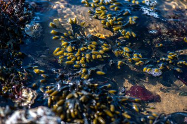Balanus Sp 'i çeken çok detaylı bir makro fotoğraf. Deniz kenarındaki bir kayaya bağlı midyeler, istiridyeler, çamur ve deniz biyolojik çeşitliliğinin diğer elementleriyle çevrili..