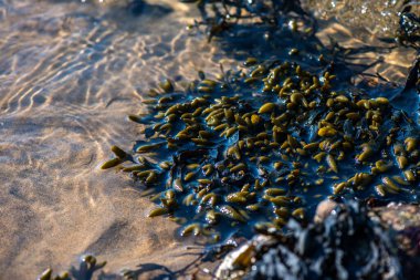 Balanus Sp 'i çeken çok detaylı bir makro fotoğraf. Deniz kenarındaki bir kayaya bağlı midyeler, istiridyeler, çamur ve deniz biyolojik çeşitliliğinin diğer elementleriyle çevrili..