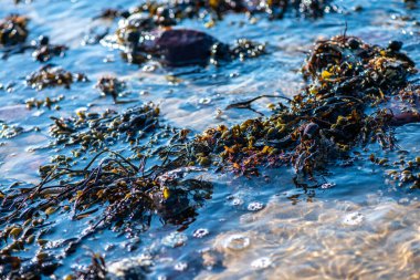 Balanus Sp 'i çeken çok detaylı bir makro fotoğraf. Deniz kenarındaki bir kayaya bağlı midyeler, istiridyeler, çamur ve deniz biyolojik çeşitliliğinin diğer elementleriyle çevrili..