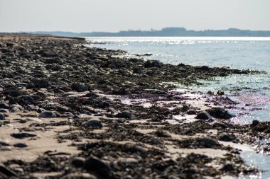 Balanus Sp 'i çeken çok detaylı bir makro fotoğraf. Deniz kenarındaki bir kayaya bağlı midyeler, istiridyeler, çamur ve deniz biyolojik çeşitliliğinin diğer elementleriyle çevrili..