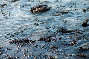 Balanus Sp 'i çeken çok detaylı bir makro fotoğraf. Deniz kenarındaki bir kayaya bağlı midyeler, istiridyeler, çamur ve deniz biyolojik çeşitliliğinin diğer elementleriyle çevrili..