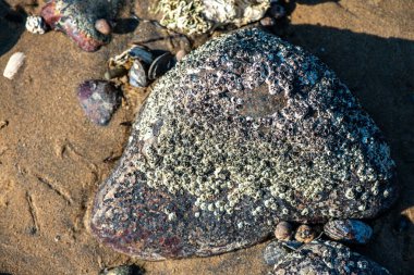 Balanus Sp 'i çeken çok detaylı bir makro fotoğraf. Deniz kenarındaki bir kayaya bağlı midyeler, istiridyeler, çamur ve deniz biyolojik çeşitliliğinin diğer elementleriyle çevrili..