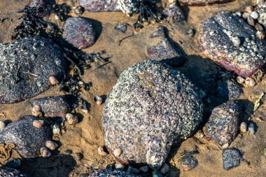 Balanus Sp 'i çeken çok detaylı bir makro fotoğraf. Deniz kenarındaki bir kayaya bağlı midyeler, istiridyeler, çamur ve deniz biyolojik çeşitliliğinin diğer elementleriyle çevrili..