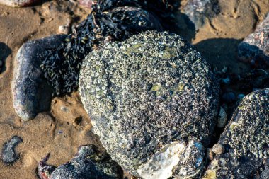 Balanus Sp 'i çeken çok detaylı bir makro fotoğraf. Deniz kenarındaki bir kayaya bağlı midyeler, istiridyeler, çamur ve deniz biyolojik çeşitliliğinin diğer elementleriyle çevrili..