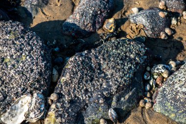Balanus Sp 'i çeken çok detaylı bir makro fotoğraf. Deniz kenarındaki bir kayaya bağlı midyeler, istiridyeler, çamur ve deniz biyolojik çeşitliliğinin diğer elementleriyle çevrili..