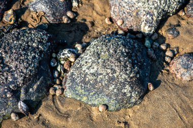Balanus Sp 'i çeken çok detaylı bir makro fotoğraf. Deniz kenarındaki bir kayaya bağlı midyeler, istiridyeler, çamur ve deniz biyolojik çeşitliliğinin diğer elementleriyle çevrili..