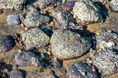 Balanus Sp 'i çeken çok detaylı bir makro fotoğraf. Deniz kenarındaki bir kayaya bağlı midyeler, istiridyeler, çamur ve deniz biyolojik çeşitliliğinin diğer elementleriyle çevrili..