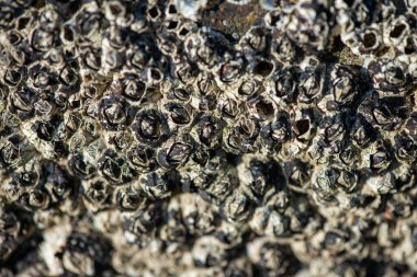 Balanus Sp 'i çeken çok detaylı bir makro fotoğraf. Deniz kenarındaki bir kayaya bağlı midyeler, istiridyeler, çamur ve deniz biyolojik çeşitliliğinin diğer elementleriyle çevrili..