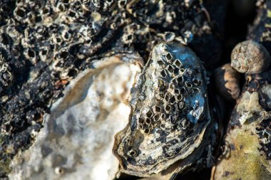 Balanus Sp 'i çeken çok detaylı bir makro fotoğraf. Deniz kenarındaki bir kayaya bağlı midyeler, istiridyeler, çamur ve deniz biyolojik çeşitliliğinin diğer elementleriyle çevrili..