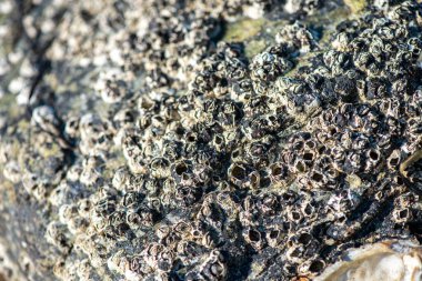 Balanus Sp 'i çeken çok detaylı bir makro fotoğraf. Deniz kenarındaki bir kayaya bağlı midyeler, istiridyeler, çamur ve deniz biyolojik çeşitliliğinin diğer elementleriyle çevrili..
