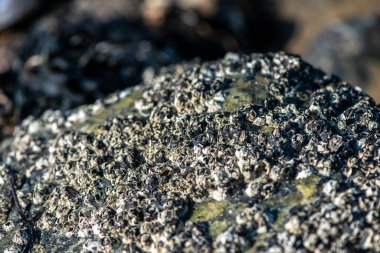 Balanus Sp 'i çeken çok detaylı bir makro fotoğraf. Deniz kenarındaki bir kayaya bağlı midyeler, istiridyeler, çamur ve deniz biyolojik çeşitliliğinin diğer elementleriyle çevrili..