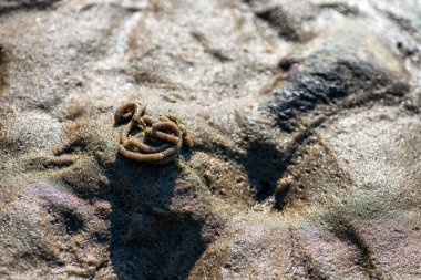 Balanus Sp 'i çeken çok detaylı bir makro fotoğraf. Deniz kenarındaki bir kayaya bağlı midyeler, istiridyeler, çamur ve deniz biyolojik çeşitliliğinin diğer elementleriyle çevrili..