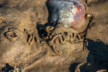 Balanus Sp 'i çeken çok detaylı bir makro fotoğraf. Deniz kenarındaki bir kayaya bağlı midyeler, istiridyeler, çamur ve deniz biyolojik çeşitliliğinin diğer elementleriyle çevrili..