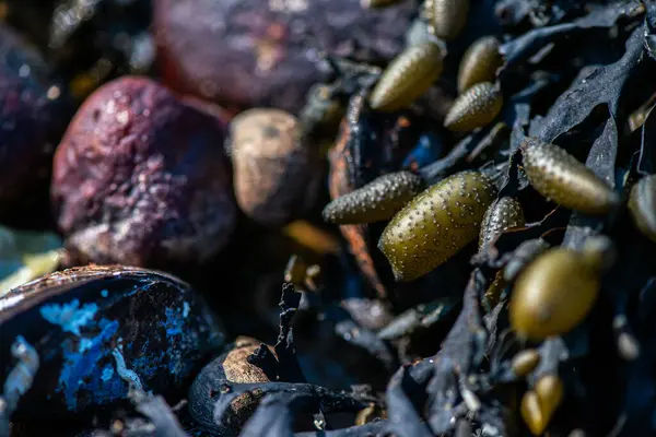 Balanus Sp 'i çeken çok detaylı bir makro fotoğraf. Deniz kenarındaki bir kayaya bağlı midyeler, istiridyeler, çamur ve deniz biyolojik çeşitliliğinin diğer elementleriyle çevrili..