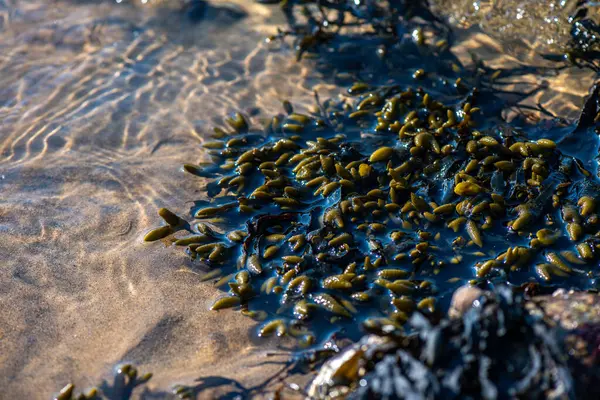 Balanus Sp 'i çeken çok detaylı bir makro fotoğraf. Deniz kenarındaki bir kayaya bağlı midyeler, istiridyeler, çamur ve deniz biyolojik çeşitliliğinin diğer elementleriyle çevrili..