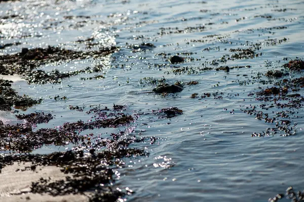 Balanus Sp 'i çeken çok detaylı bir makro fotoğraf. Deniz kenarındaki bir kayaya bağlı midyeler, istiridyeler, çamur ve deniz biyolojik çeşitliliğinin diğer elementleriyle çevrili..