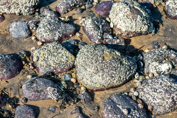 Balanus Sp 'i çeken çok detaylı bir makro fotoğraf. Deniz kenarındaki bir kayaya bağlı midyeler, istiridyeler, çamur ve deniz biyolojik çeşitliliğinin diğer elementleriyle çevrili..