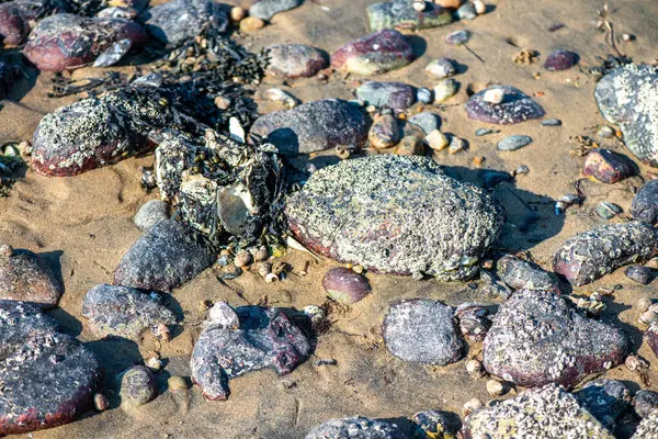 Balanus Sp 'i çeken çok detaylı bir makro fotoğraf. Deniz kenarındaki bir kayaya bağlı midyeler, istiridyeler, çamur ve deniz biyolojik çeşitliliğinin diğer elementleriyle çevrili..