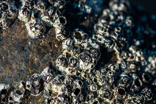 Balanus Sp 'i çeken çok detaylı bir makro fotoğraf. Deniz kenarındaki bir kayaya bağlı midyeler, istiridyeler, çamur ve deniz biyolojik çeşitliliğinin diğer elementleriyle çevrili..