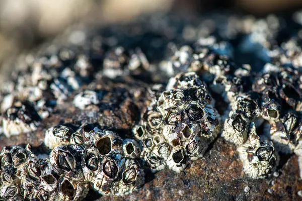 Balanus Sp 'i çeken çok detaylı bir makro fotoğraf. Deniz kenarındaki bir kayaya bağlı midyeler, istiridyeler, çamur ve deniz biyolojik çeşitliliğinin diğer elementleriyle çevrili..