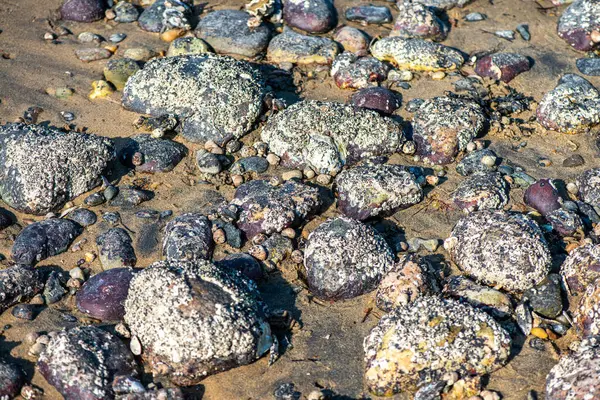 Balanus Sp 'i çeken çok detaylı bir makro fotoğraf. Deniz kenarındaki bir kayaya bağlı midyeler, istiridyeler, çamur ve deniz biyolojik çeşitliliğinin diğer elementleriyle çevrili..