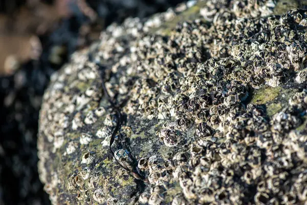 Balanus Sp 'i çeken çok detaylı bir makro fotoğraf. Deniz kenarındaki bir kayaya bağlı midyeler, istiridyeler, çamur ve deniz biyolojik çeşitliliğinin diğer elementleriyle çevrili..
