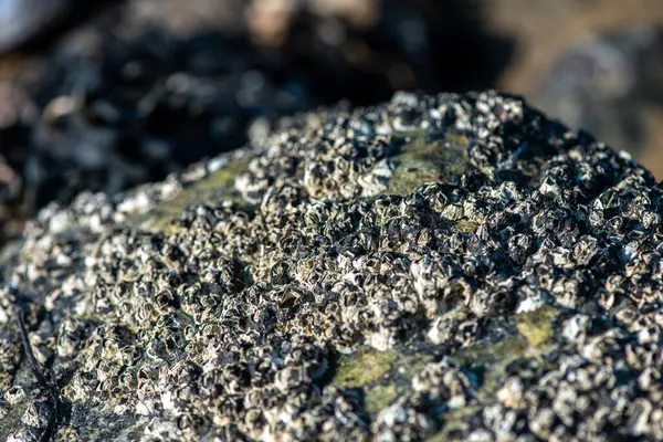 Balanus Sp 'i çeken çok detaylı bir makro fotoğraf. Deniz kenarındaki bir kayaya bağlı midyeler, istiridyeler, çamur ve deniz biyolojik çeşitliliğinin diğer elementleriyle çevrili..