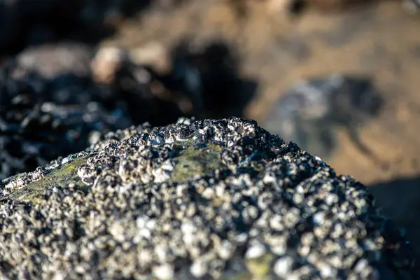 Balanus Sp 'i çeken çok detaylı bir makro fotoğraf. Deniz kenarındaki bir kayaya bağlı midyeler, istiridyeler, çamur ve deniz biyolojik çeşitliliğinin diğer elementleriyle çevrili..