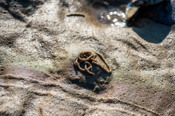 Balanus Sp 'i çeken çok detaylı bir makro fotoğraf. Deniz kenarındaki bir kayaya bağlı midyeler, istiridyeler, çamur ve deniz biyolojik çeşitliliğinin diğer elementleriyle çevrili..
