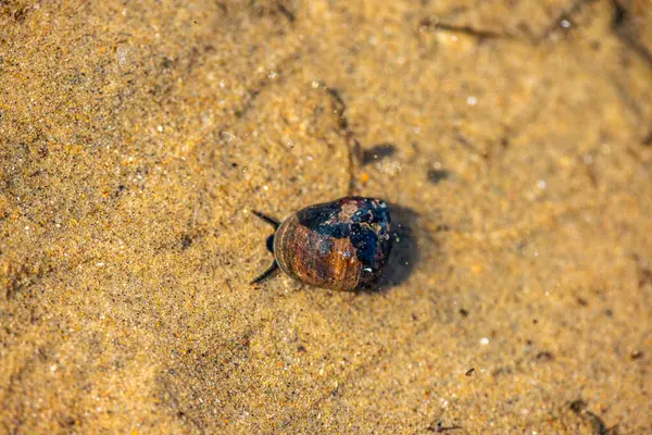  Littorina Littorina Litttorea 'yı (yaygın menekşe çiçeği) su altında aktif olarak hareket ederken gösteren ayrıntılı bir makro sualtı fotoğrafı.