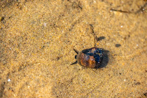  Littorina Littorina Litttorea 'yı (yaygın menekşe çiçeği) su altında aktif olarak hareket ederken gösteren ayrıntılı bir makro sualtı fotoğrafı.