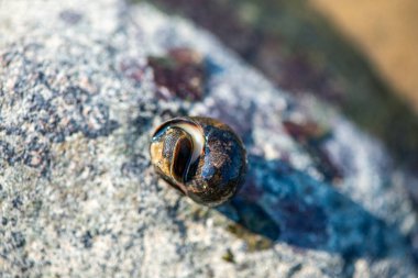 Littorina Littorina Litttorea 'yı (yaygın menekşe çiçeği) su altında aktif olarak hareket ederken gösteren ayrıntılı bir makro sualtı fotoğrafı. 