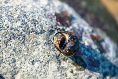 Littorina Littorina Litttorea 'yı (yaygın menekşe çiçeği) su altında aktif olarak hareket ederken gösteren ayrıntılı bir makro sualtı fotoğrafı. 