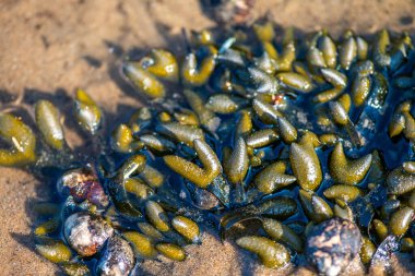 Yakından bakıldığında çeşitli yeşil, kahverengi ve kırmızı algler ve kayalara bağlanmış ve sığ sularda yüzen deniz yosunları deniz biyolojik çeşitliliğini ön plana çıkarıyor..