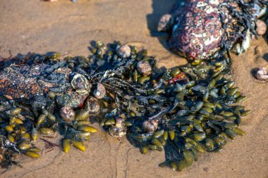 Yakından bakıldığında çeşitli yeşil, kahverengi ve kırmızı algler ve kayalara bağlanmış ve sığ sularda yüzen deniz yosunları deniz biyolojik çeşitliliğini ön plana çıkarıyor..