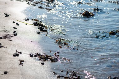 Yakından bakıldığında çeşitli yeşil, kahverengi ve kırmızı algler ve kayalara bağlanmış ve sığ sularda yüzen deniz yosunları deniz biyolojik çeşitliliğini ön plana çıkarıyor..