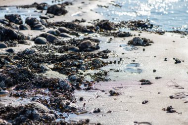Yakından bakıldığında çeşitli yeşil, kahverengi ve kırmızı algler ve kayalara bağlanmış ve sığ sularda yüzen deniz yosunları deniz biyolojik çeşitliliğini ön plana çıkarıyor..