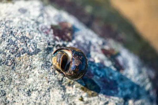 Littorina Littorina Litttorea 'yı (yaygın menekşe çiçeği) su altında aktif olarak hareket ederken gösteren ayrıntılı bir makro sualtı fotoğrafı. 