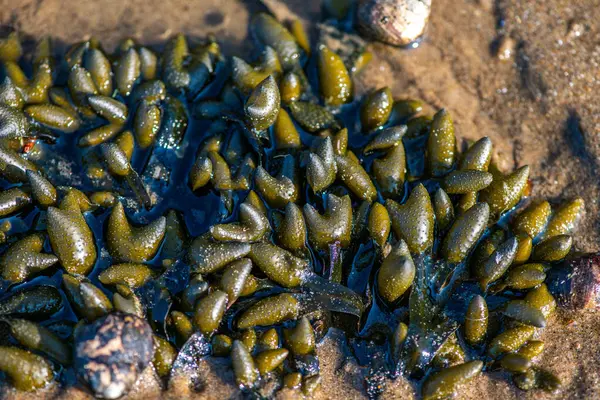 Yakından bakıldığında çeşitli yeşil, kahverengi ve kırmızı algler ve kayalara bağlanmış ve sığ sularda yüzen deniz yosunları deniz biyolojik çeşitliliğini ön plana çıkarıyor..