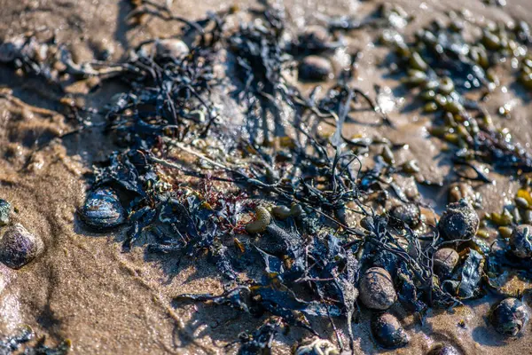 Yakından bakıldığında çeşitli yeşil, kahverengi ve kırmızı algler ve kayalara bağlanmış ve sığ sularda yüzen deniz yosunları deniz biyolojik çeşitliliğini ön plana çıkarıyor..