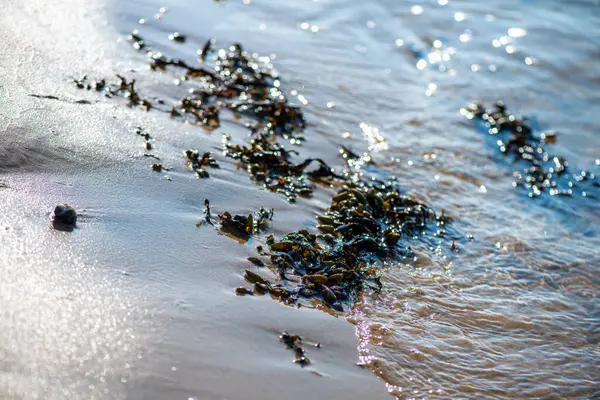 Yakından bakıldığında çeşitli yeşil, kahverengi ve kırmızı algler ve kayalara bağlanmış ve sığ sularda yüzen deniz yosunları deniz biyolojik çeşitliliğini ön plana çıkarıyor..