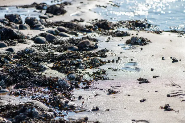 Yakından bakıldığında çeşitli yeşil, kahverengi ve kırmızı algler ve kayalara bağlanmış ve sığ sularda yüzen deniz yosunları deniz biyolojik çeşitliliğini ön plana çıkarıyor..