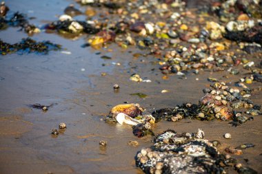 Yakından bakıldığında çeşitli yeşil, kahverengi ve kırmızı algler ve kayalara bağlanmış ve sığ sularda yüzen deniz yosunları deniz biyolojik çeşitliliğini ön plana çıkarıyor..