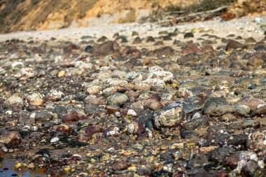 Yakından bakıldığında çeşitli yeşil, kahverengi ve kırmızı algler ve kayalara bağlanmış ve sığ sularda yüzen deniz yosunları deniz biyolojik çeşitliliğini ön plana çıkarıyor..