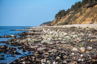 Yakından bakıldığında çeşitli yeşil, kahverengi ve kırmızı algler ve kayalara bağlanmış ve sığ sularda yüzen deniz yosunları deniz biyolojik çeşitliliğini ön plana çıkarıyor..